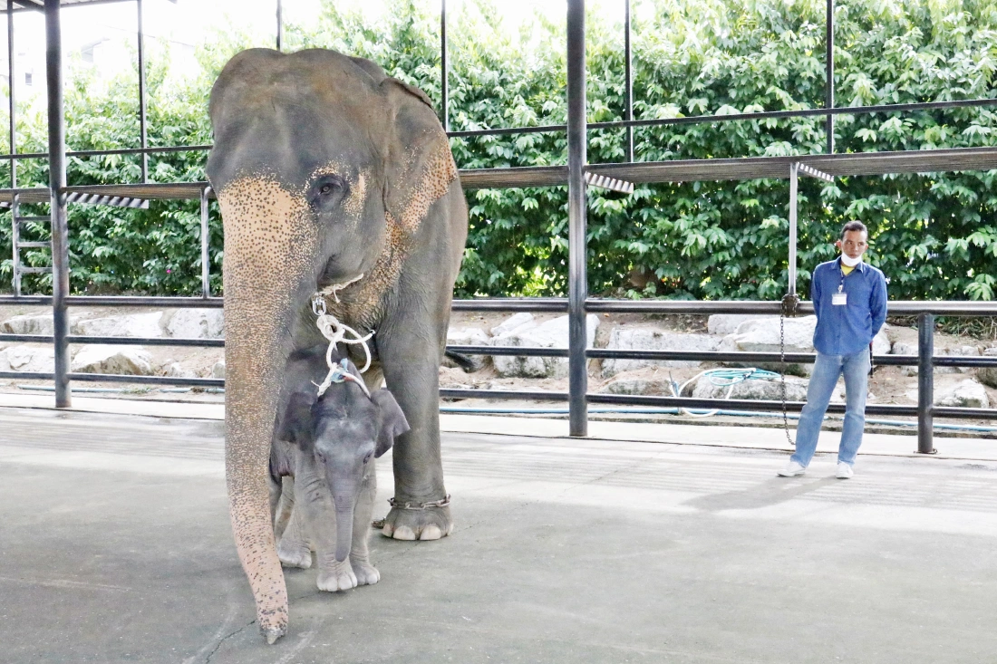 วินาทีลูกช้างน้อยลืมตาดูโลก ทำพิธีรับขวัญเชือกที่ 97 ปางช้างลูกดกที่สุดในประเทศ  