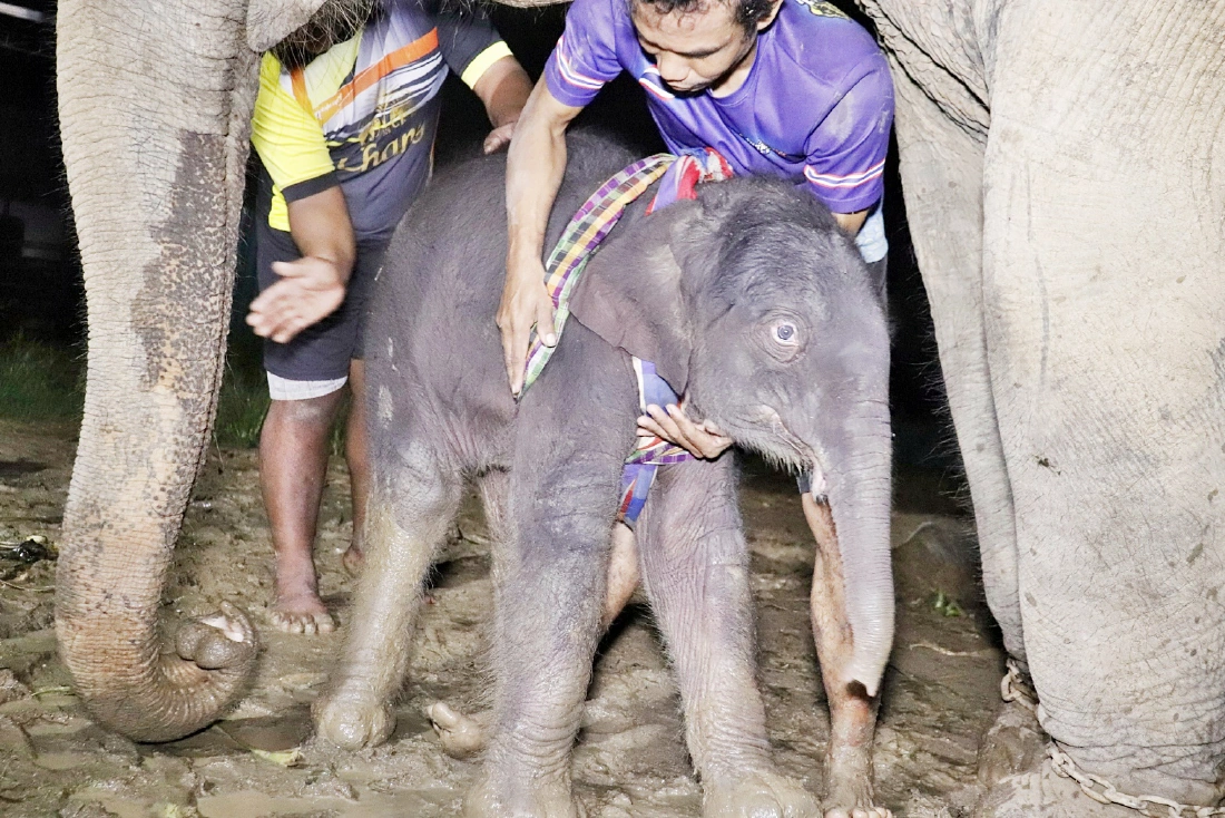 วินาทีลูกช้างน้อยลืมตาดูโลก ทำพิธีรับขวัญเชือกที่ 97 ปางช้างลูกดกที่สุดในประเทศ  