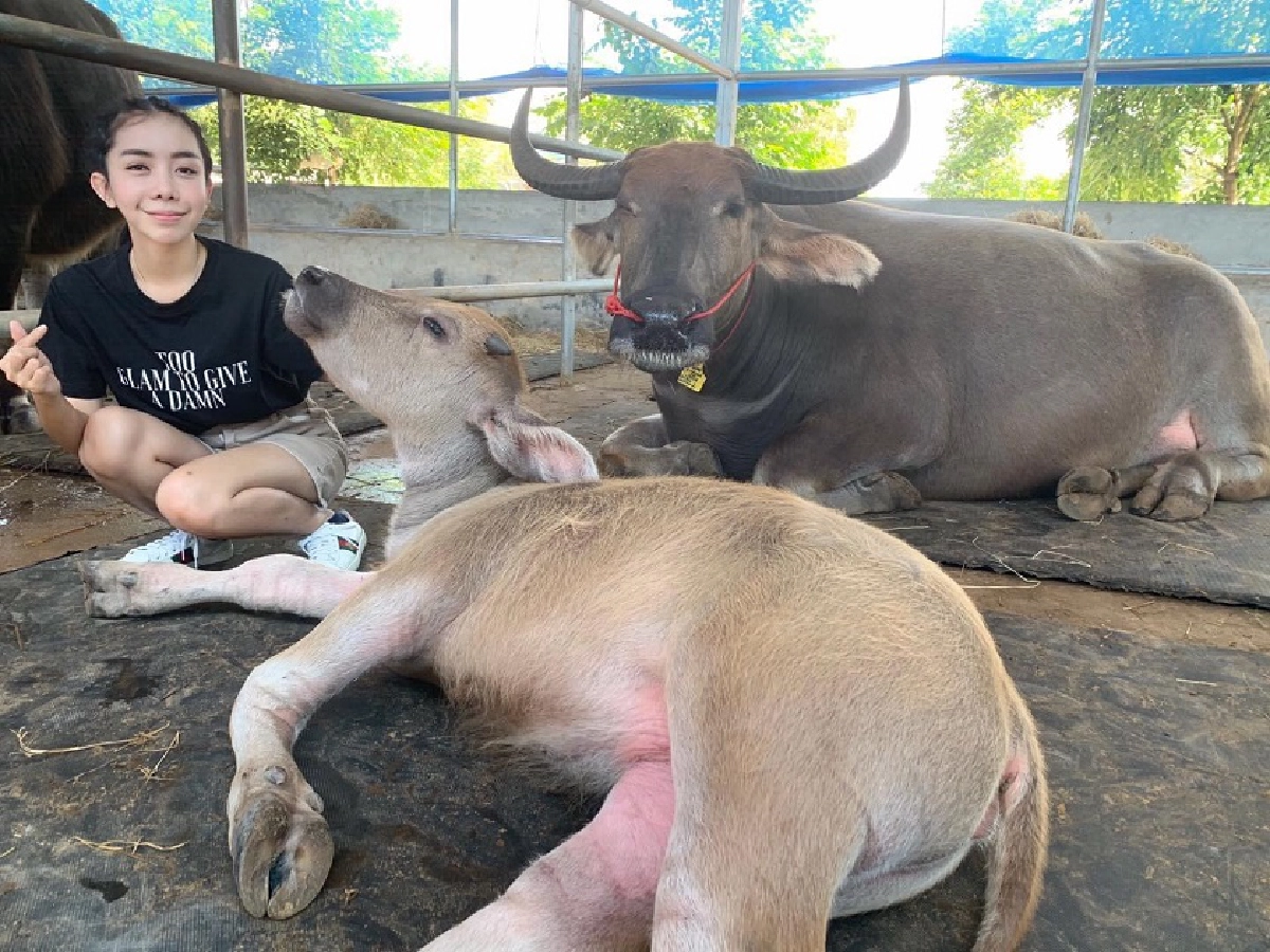 โดนแซะว่าปลอม หนึ่ง บางปู โพสต์ภาพเลี้ยงควายราคาหลักล้าน