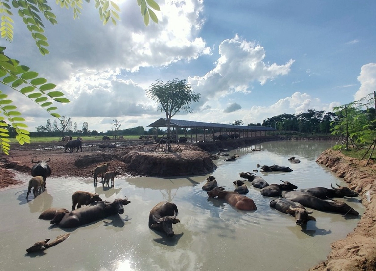 โดนแซะว่าปลอม หนึ่ง บางปู โพสต์ภาพเลี้ยงควายราคาหลักล้าน