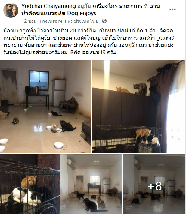 แมว 20 หมาแก่อีก 1 ชีวิต ถูกทิ้งในบ้าน หลังผู้เช่าหายตัว ไม่เอาไปด้วย