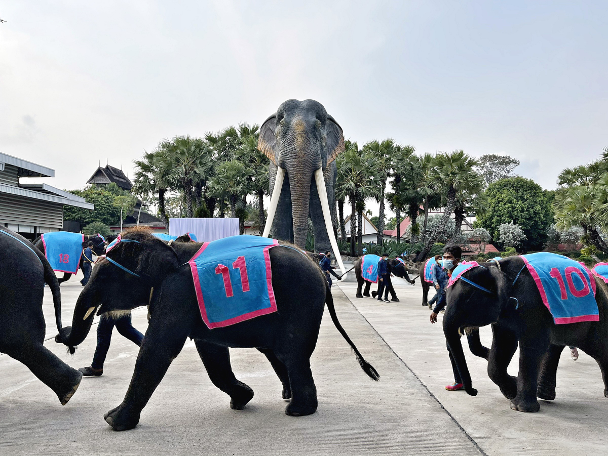 ช้างแสนรู้เต้นแอโรบิค ให้กำลังใจผู้ที่ได้รับผลกระทบโควิด-19