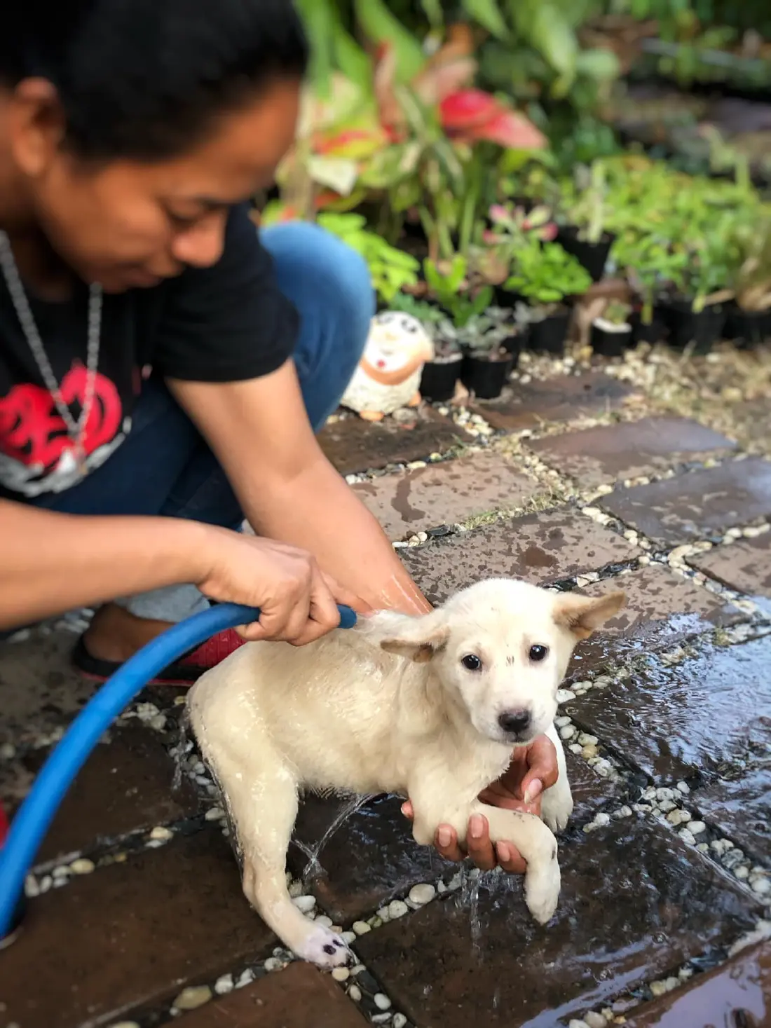 หนุ่มเล่าประสบการณ์เจอลูกหมา แอบติดใต้ท้องรถจาก แก่งกระจาน-บางบัวทอง