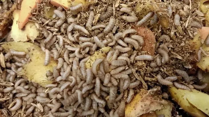 แนะโอกาสส่งออกแมลงไทยสู่ตลาดออสเตรเลียให้เน้นแปรรูป