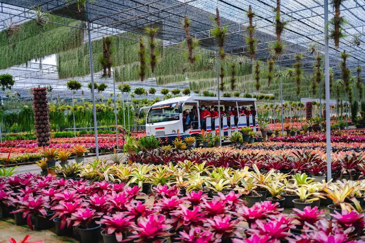 สวนนงนุชพัทยา ขยายโปรโมชั่น ซื้อ 1 ฟรี 1 ต้อนรับลมหนาว ตลอดเดือนพฤศจิกายน