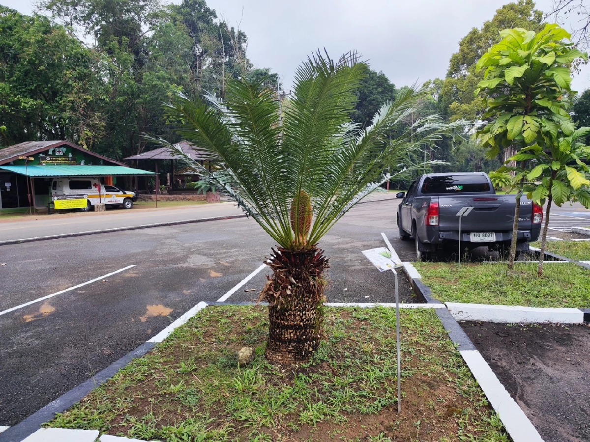 &quot;สวนนงนุชพัทยา&quot; ส่งทีมผู้เชี่ยวชาญร่วมกับกรมอุทยานฯ สำรวจปรงเขาชะเมา