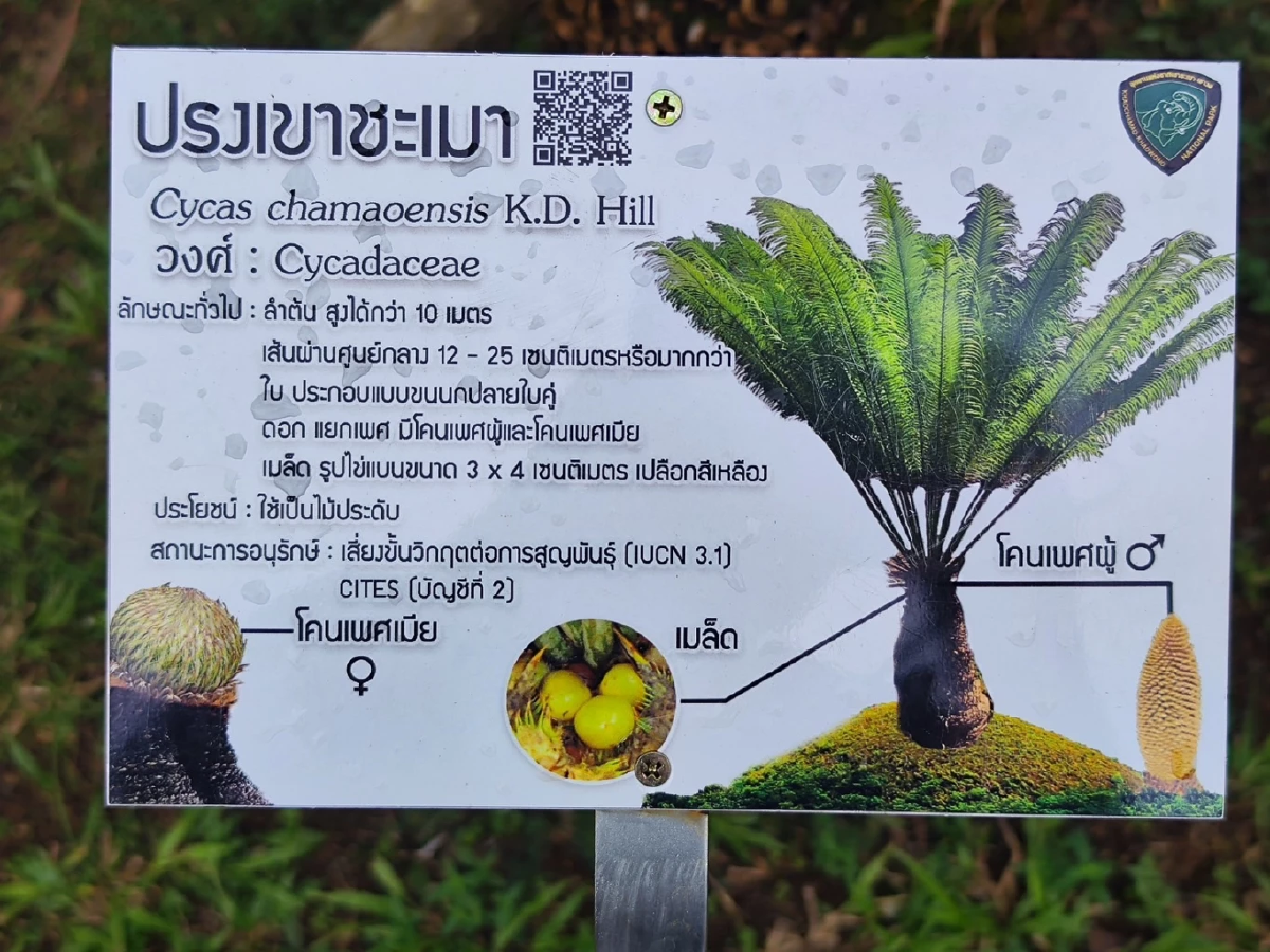 &quot;สวนนงนุชพัทยา&quot; ส่งทีมผู้เชี่ยวชาญร่วมกับกรมอุทยานฯ สำรวจปรงเขาชะเมา