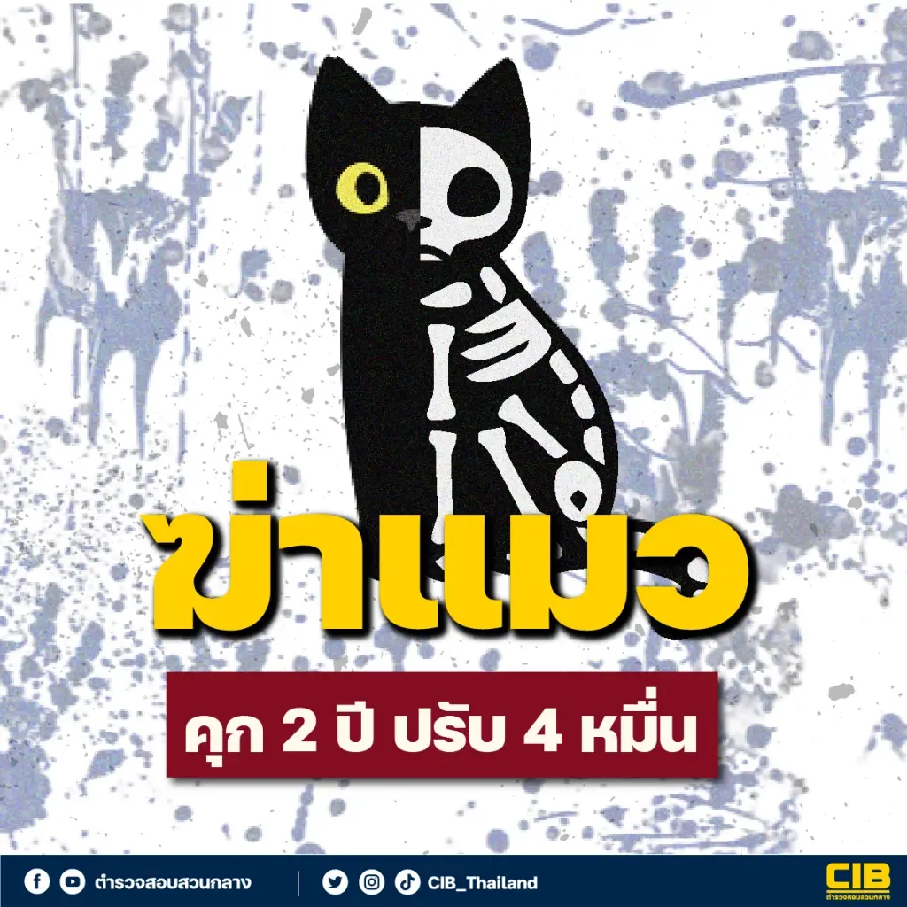 เปิดข้อกฏหมาย ฆ่าแมว คุก 2 ปี ปรับ 4 หมื่น  หลังมีข่าวสาวจับแมวบูชายัญ