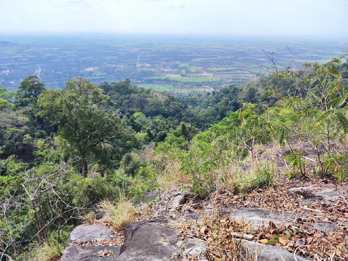 &quot;สวนนงนุชพัทยา&quot; ส่งทีมผู้เชี่ยวชาญร่วมกับกรมอุทยานฯ สำรวจปรงเขาชะเมา