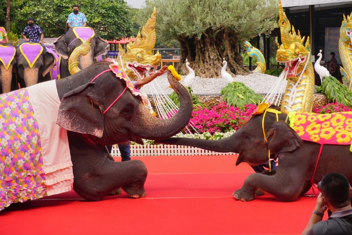 สวนนงนุชพัทยา จัดโปรฯ รับเทศกาลสงกรานต์ ซื้อบัตร 5 ฟรี 1 ตลอดเดือนเมษายน