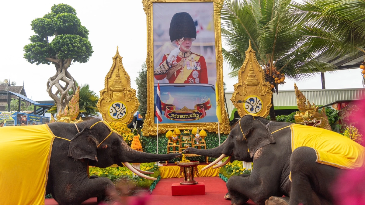 สวนนงนุชพัทยาจัดช้าง 73 เชือก ถวายราชสดุดีเฉลิมพระเกียรติ 73 พรรษา
