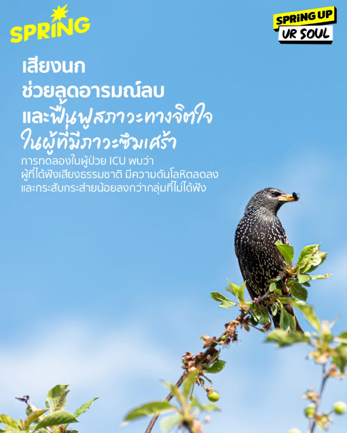 จริงไหม? ฟังเสียงธรรมชาติวันละ 5-10 นาที ช่วยเยียวยาจิตใจ ลดความเจ็บปวด