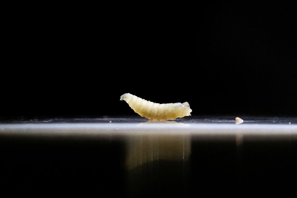 หนอนสกรู หรือหนอนกินเนื้อ Cr. Reuters