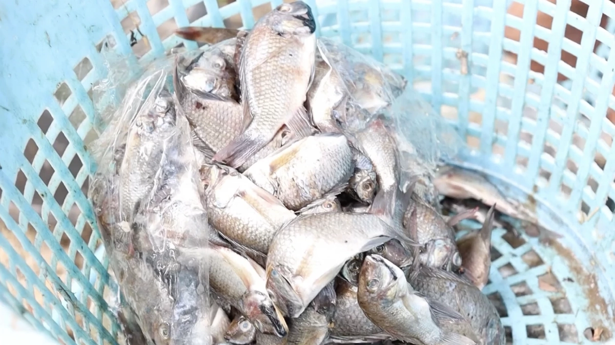 เกษตรกรหัวไทร พลิกวิกฤตเป็นโอกาส! ใช้ปลาหมอคางดำเลี้ยงปูขาว ลดต้นทุน-สร้างรายได้ชุมชน