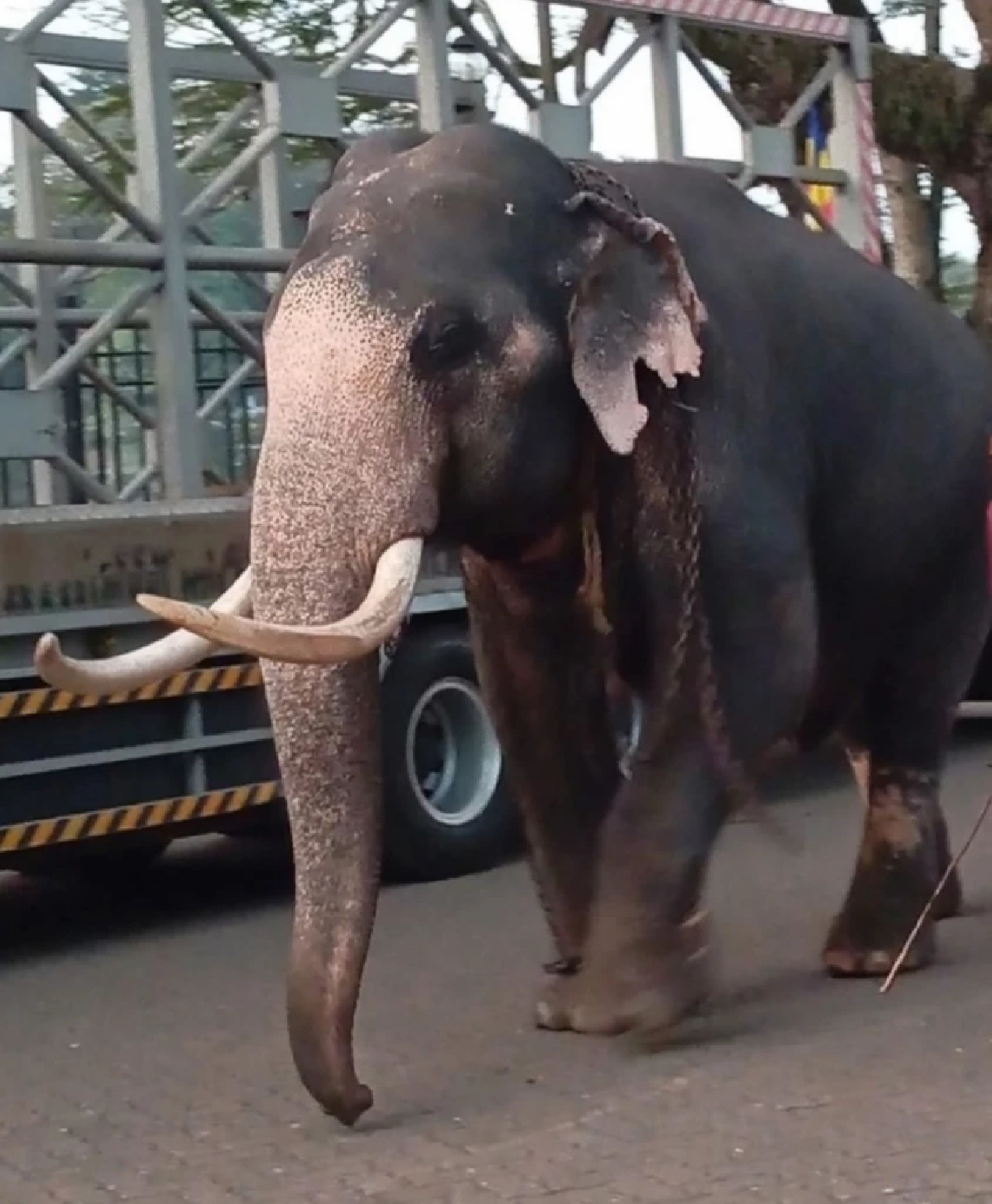 ไทยเร่งเจรานำ ‘ช้างไทย’ กลับจากศรีลังกา เน้นละมุนละม่อม รักษาความสัมพันธ์