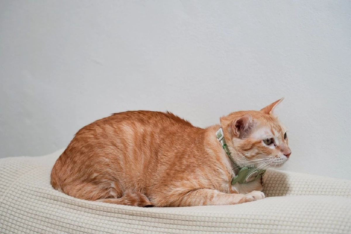 GaoGao Therapy Studio จากความชอบ สู่ธุรกิจเกาผ่อนคลายเจ้าแรกในไทย