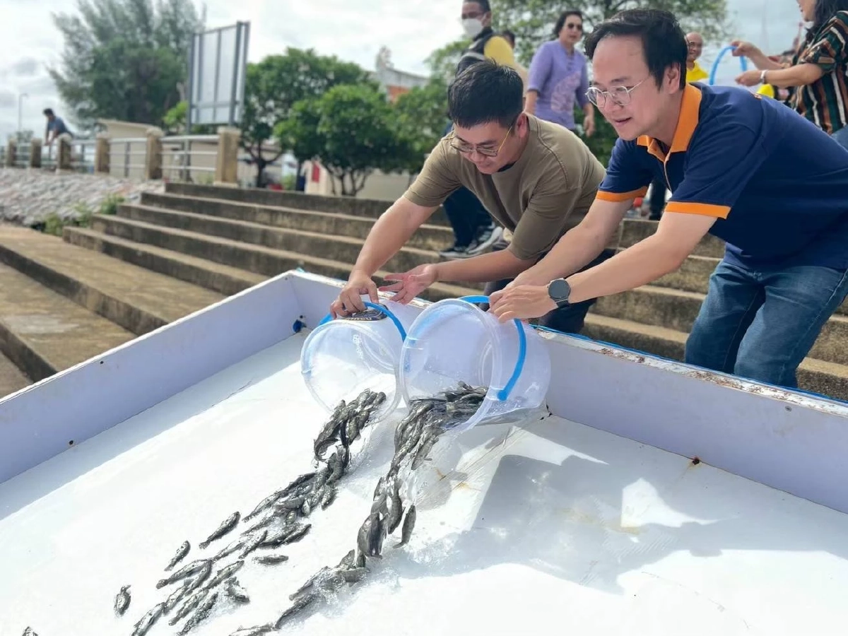 กรมประมงชี้ ปลาหมอคางดำลดลงแล้ว สะท้อนผลสำเร็จมาตรการบูรณาการทั่วประเทศ