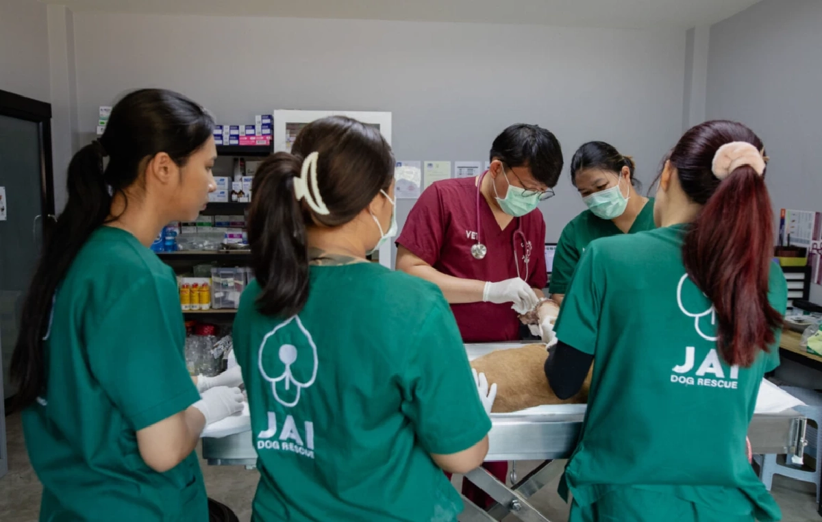 เร่งแก้ปัญหา ‘สุนัขจรจัด’ ชวนคนโสด-เหงา รับเลี้ยงดูต่อจากศูนย์พักพิง