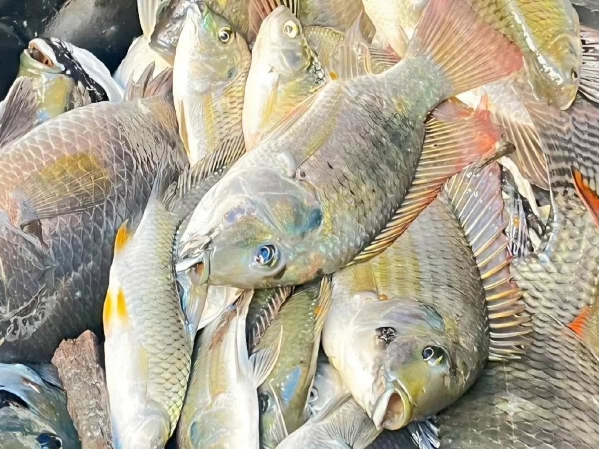 กรมประมงชี้ ปลาหมอคางดำลดลงแล้ว สะท้อนผลสำเร็จมาตรการบูรณาการทั่วประเทศ