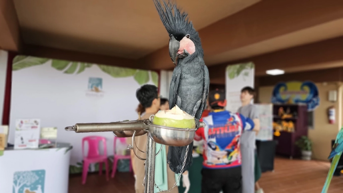 IAIC 2025 ประเทศไทยยืนยันสถานะ "ศูนย์กลางนกสวยงามโลก"