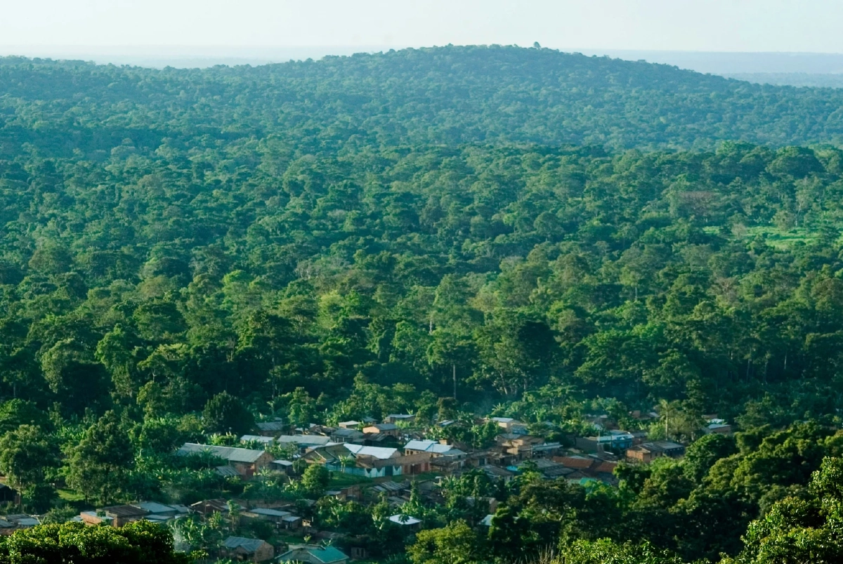 ไม่ช่วยดูดซับแล้ว! ป่าในแอฟริกากลายเป็นแหล่งกำเนิดคาร์บอน