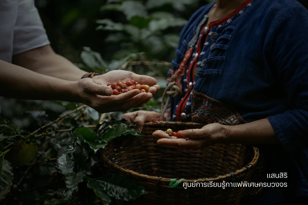 \'แสนสิริ\' เปิดตัวโปรเจ็กต์ธุรกิจเพื่อสังคม\'ศูนย์การเรียนรู้กาแฟพิเศษครบวงจร\'