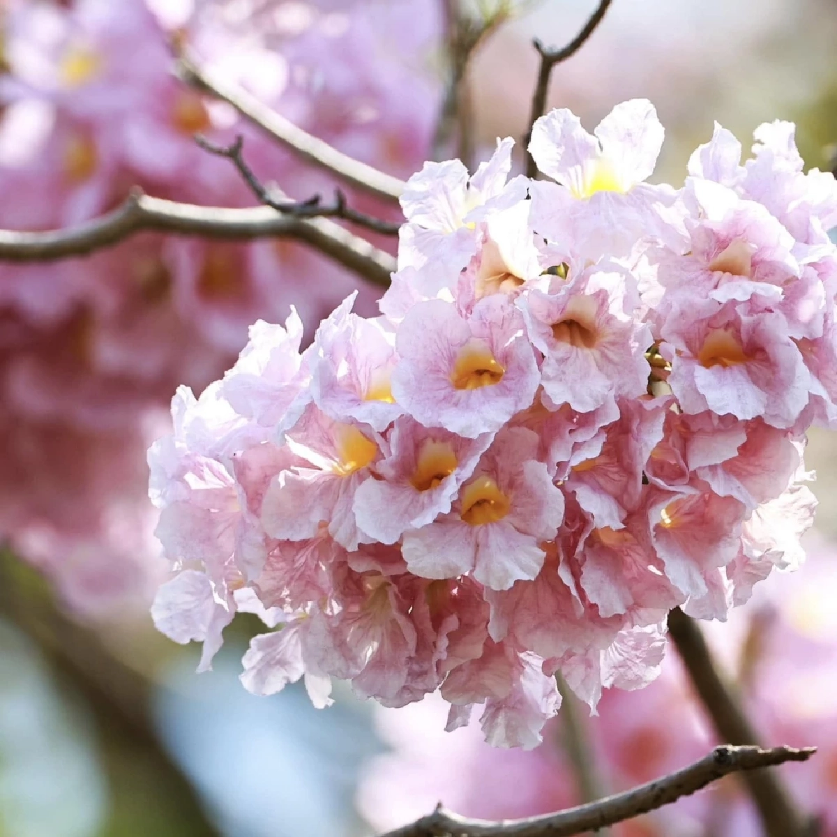 ลุ้น! ‘ซาอุดีอาระเบีย’ ซื้อต้นไม้ไทย 38 ชนิด สร้างป่า-เมืองสีเขียว