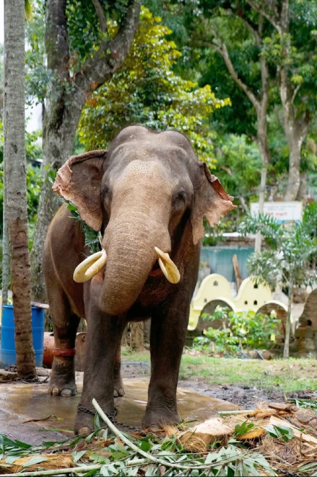 พลายประตูผา