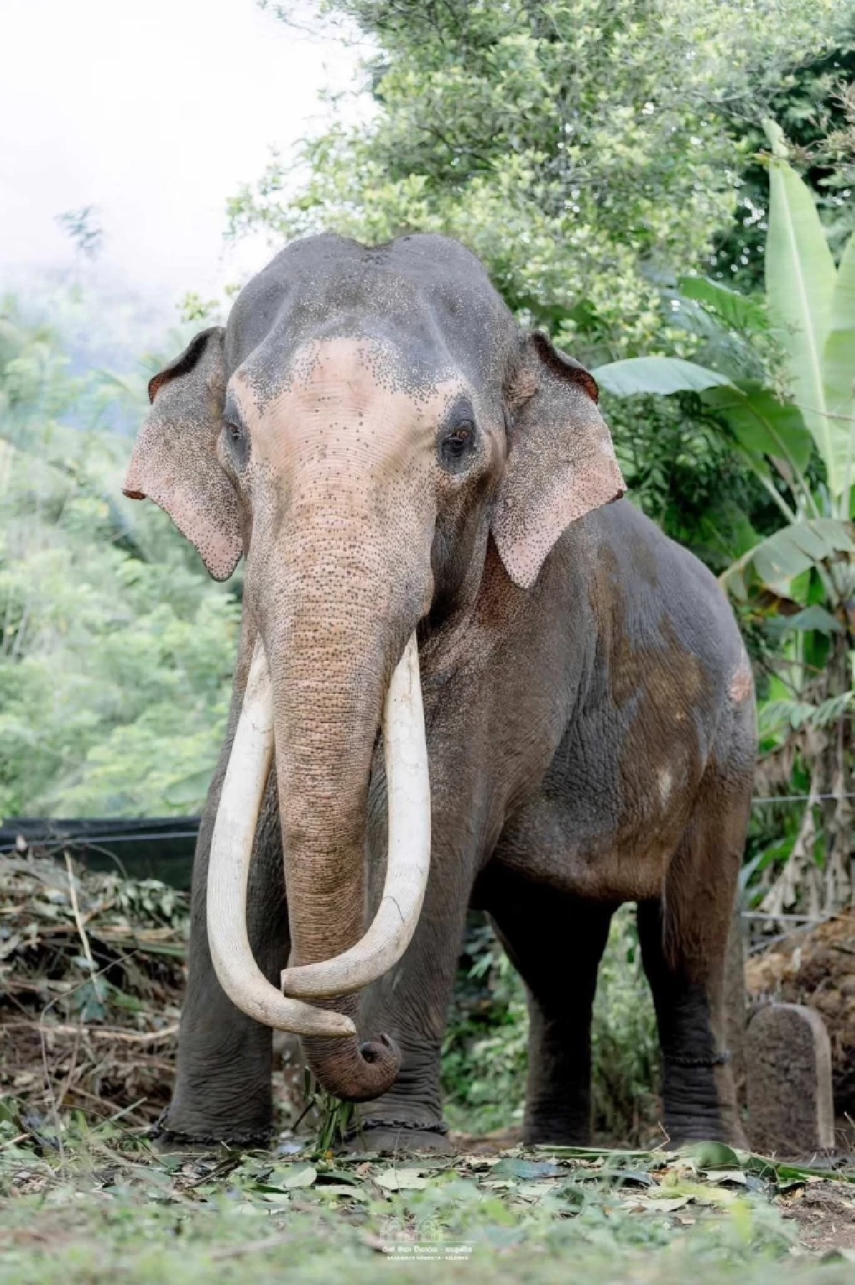 พลายศรีณรงค์