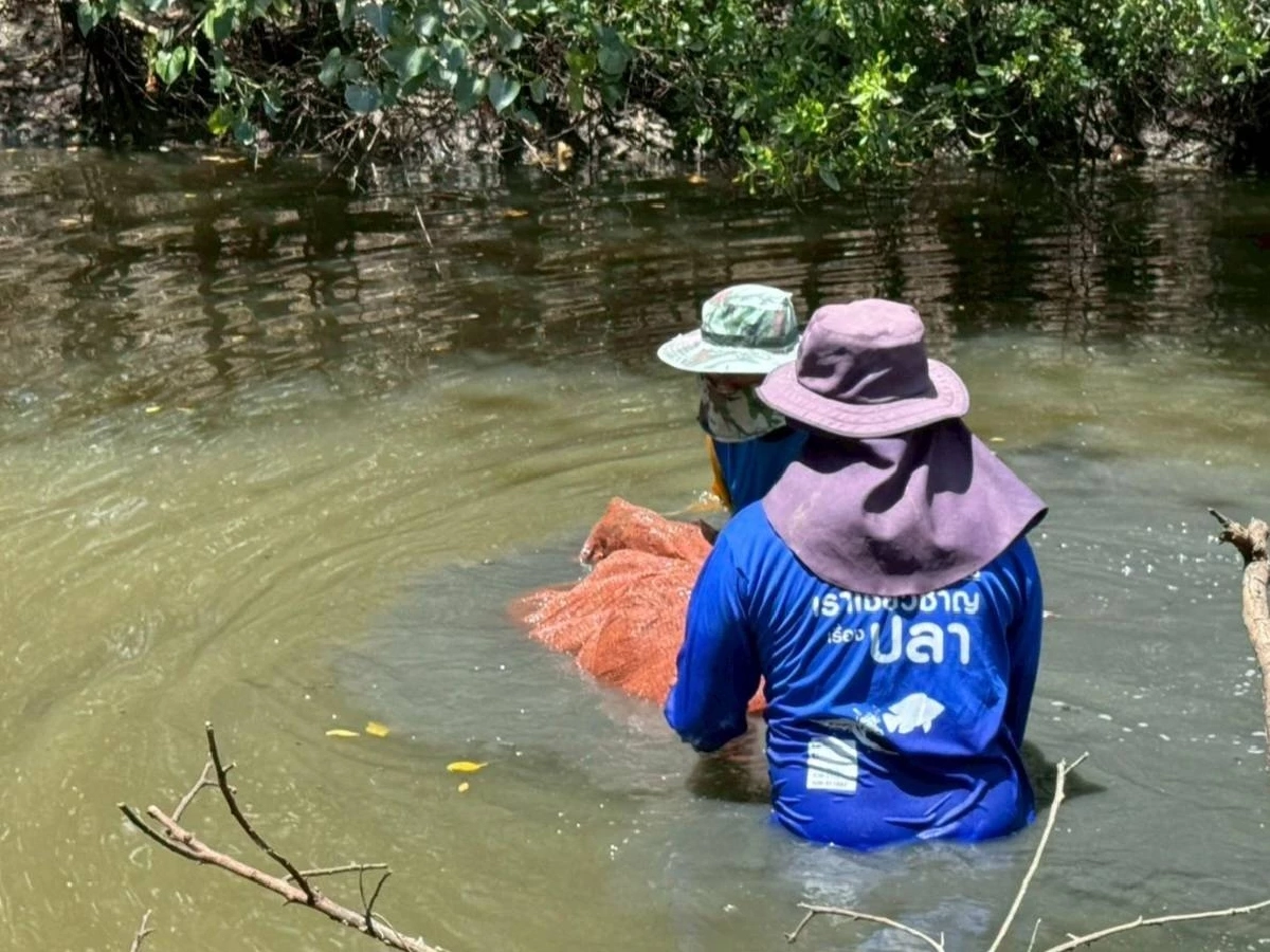 กรมประมงชี้ ปลาหมอคางดำลดลงแล้ว สะท้อนผลสำเร็จมาตรการบูรณาการทั่วประเทศ