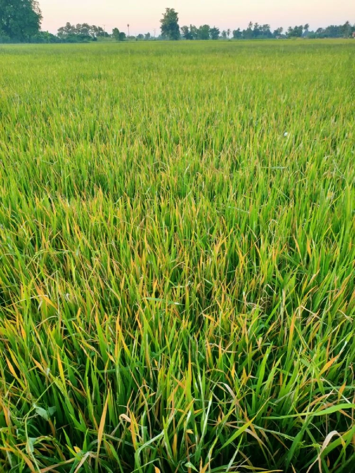 เตือนหนาวจัด! กระทบนาข้าว ระยะแตกกอขอาจเกิดโรคใบจุดสีน้ำตาลระบาด