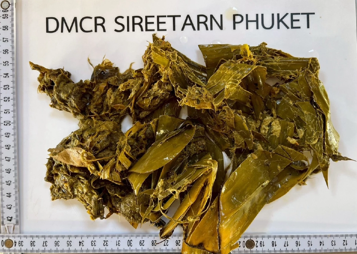 27 วันในท้องเต่าสิมิลัน กับ 'สายรัดข้อมือ' อาหารที่ถูกมนุษย์หยิบยื่นให้