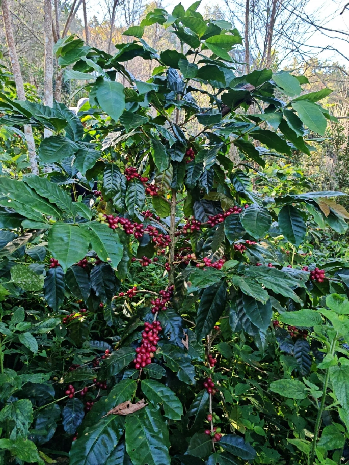 โลกร้อน! ทำกาแฟไทยระส่ำ ชาวสวนขยับพื้นที่ปลูกสูงขึ้นรับมือ