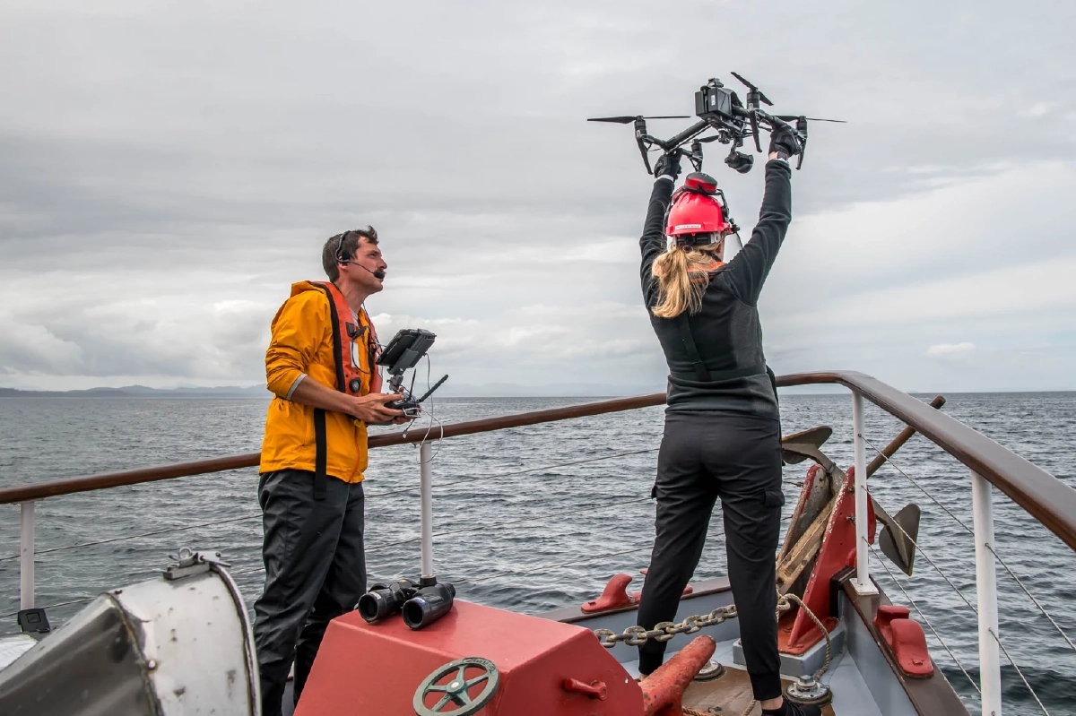 พบวาฬเพชฌฆาต - โลมา ช่วยกันล่าเหยื่อเป็นครั้งแรกของโลก