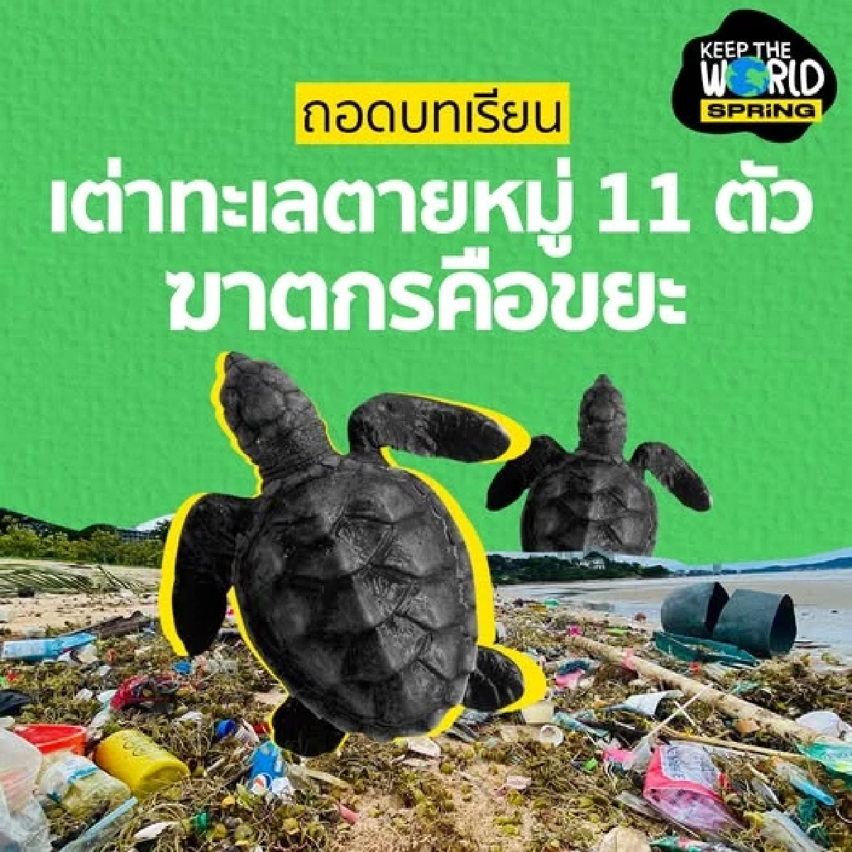 27 วันในท้องเต่าสิมิลัน กับ 'สายรัดข้อมือ' อาหารที่ถูกมนุษย์หยิบยื่นให้