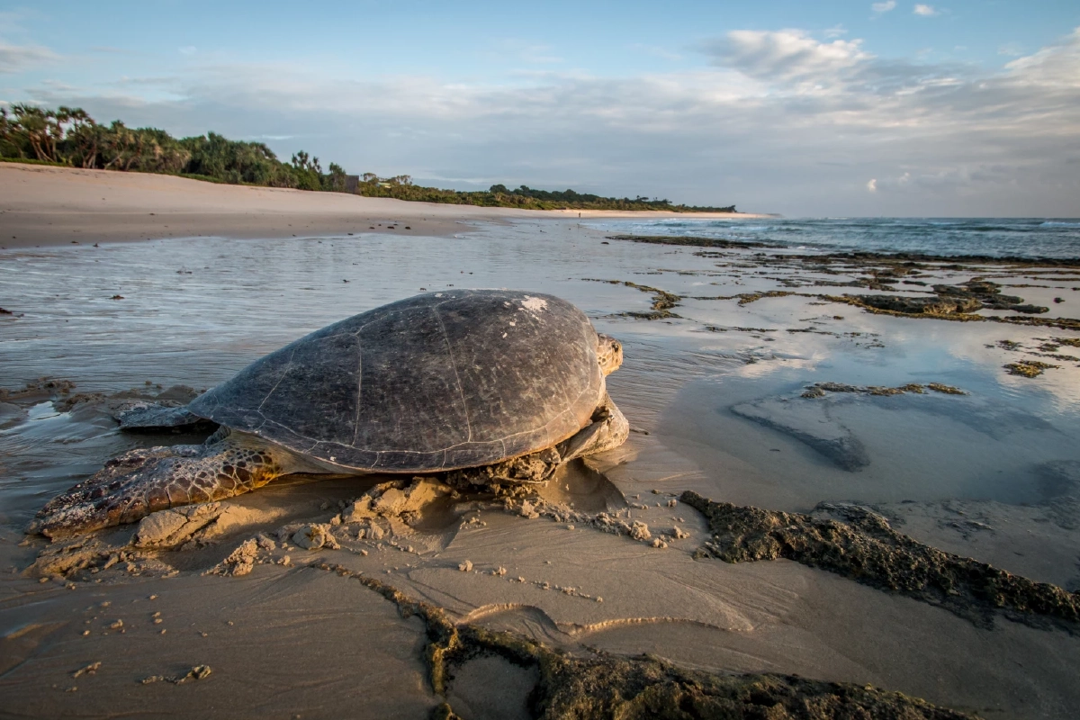 อุณหภูมิโลกที่ร้อนขึ้น ทำให้สัตว์เลื้อยคลานขาดแคลนเพศผู้
