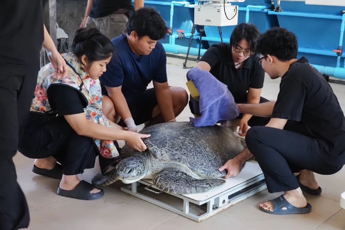 27 วันในท้องเต่าสิมิลัน กับ 'สายรัดข้อมือ' อาหารที่ถูกมนุษย์หยิบยื่นให้