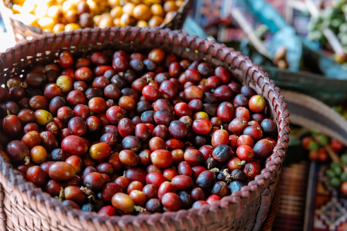 ส่องโมเดลกาแฟยั่งยืน ‘ปางขอน–ผาลั้ง’ จากดอยสู่เมือง สร้างอาชีพให้คนรุ่นใหม่