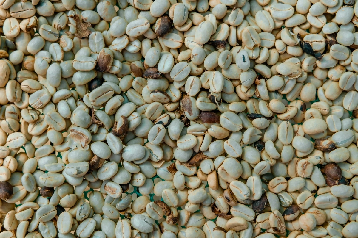 ส่องโมเดลกาแฟยั่งยืน ‘ปางขอน–ผาลั้ง’ จากดอยสู่เมือง สร้างอาชีพให้คนรุ่นใหม่