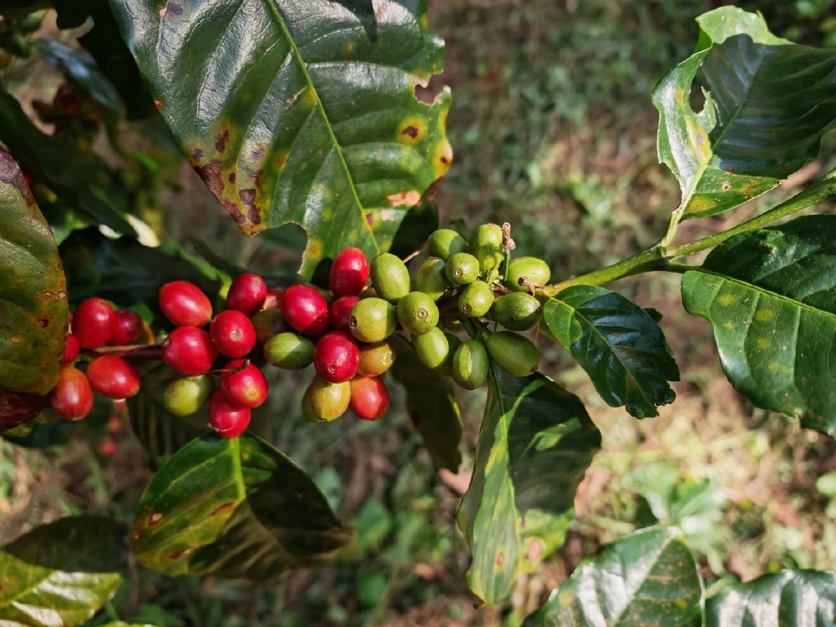 โลกร้อน! ทำกาแฟไทยระส่ำ ชาวสวนขยับพื้นที่ปลูกสูงขึ้นรับมือ
