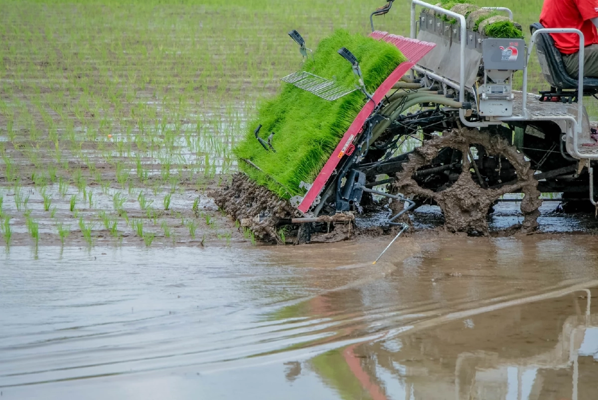 เตือนหนาวจัด! กระทบนาข้าว ระยะแตกกอขอาจเกิดโรคใบจุดสีน้ำตาลระบาด