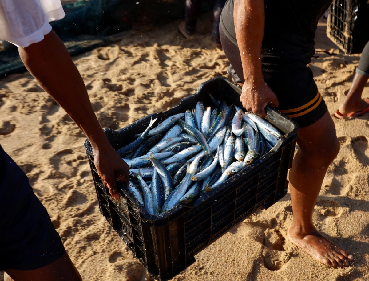 เพนกวินแอฟริกัน 6 แสนตัวอดตายหลังปลาซาร์ดีนลดเซ่นโลกร้อน