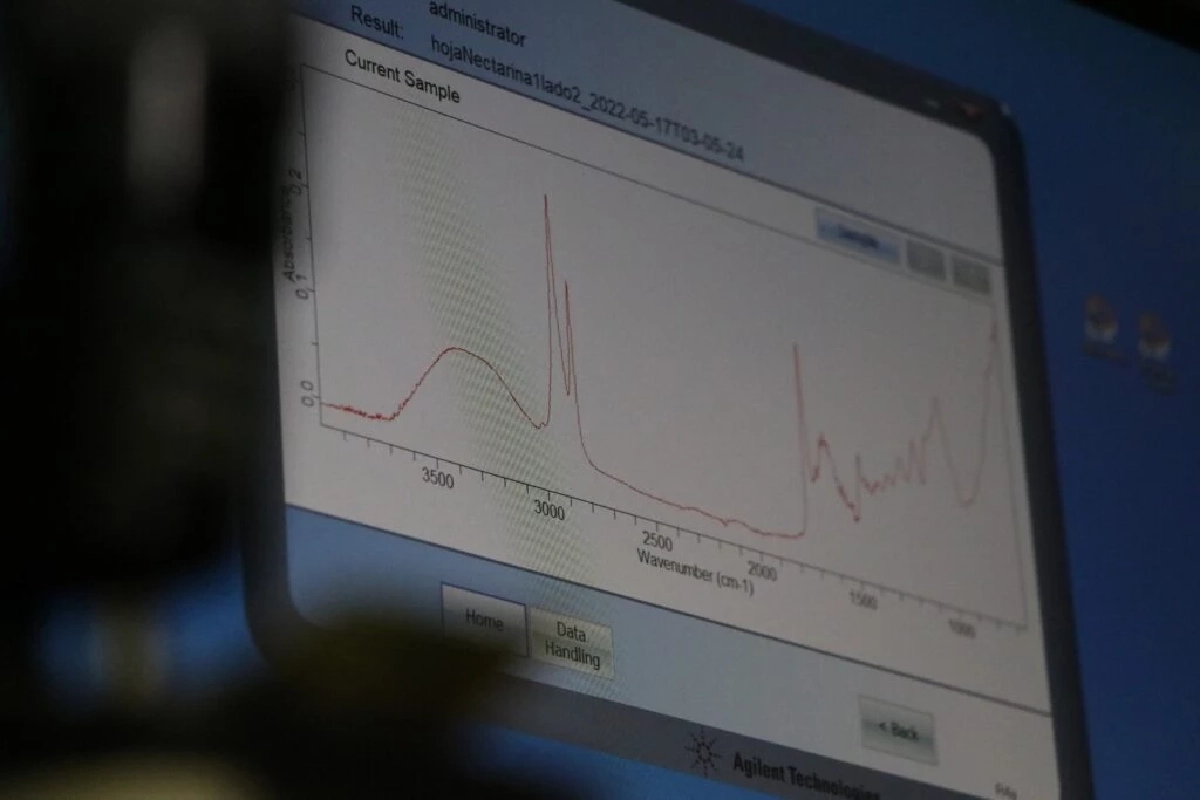 ล้ำไปอีกขั้น! นักวิทย์สเปนคิดระบบสแกน “ใบ” รู้เวลาเก็บผลไม้ เทคนิคใหม่ไม่ต้องเด็ดมาตรวจให้เสียของ Credit ภาพ  Universitat Rovira i Virgili 