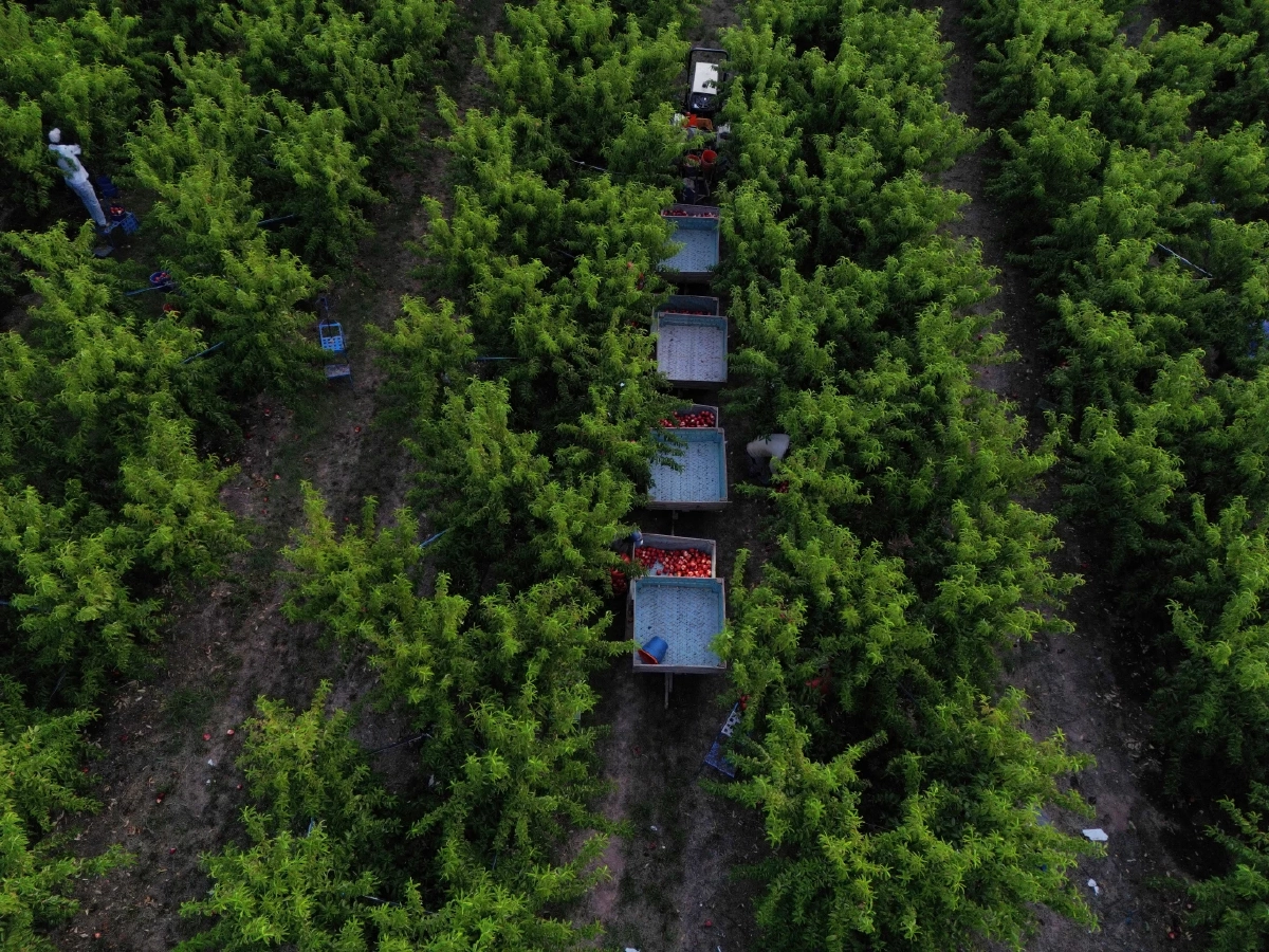 ล้ำไปอีกขั้น! นักวิทย์สเปนคิดระบบสแกน “ใบ” รู้เวลาเก็บผลไม้ เทคนิคใหม่ไม่ต้องเด็ดมาตรวจให้เสียของ Credit ภาพ REUTERS 