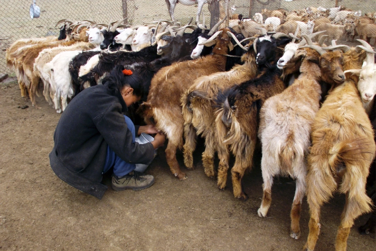 จากขยะสู่เส้นใยหรู! “Everbloom” ใช้ AI เปลี่ยนขนไก่ให้เป็น “แคชเมียร์”