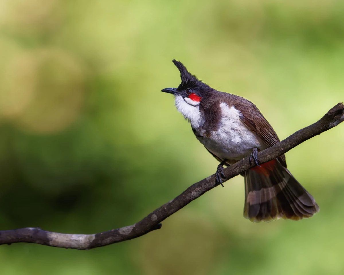 นกปรอดหัวโขน หลุดจากสัตว์ป่าคุ้มครองแล้ว เพาะเลี้ยงได้แต่มีเงื่อนไข