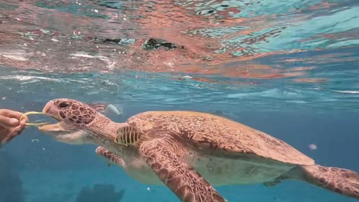 27 วันในท้องเต่าสิมิลัน กับ 'สายรัดข้อมือ' อาหารที่ถูกมนุษย์หยิบยื่นให้