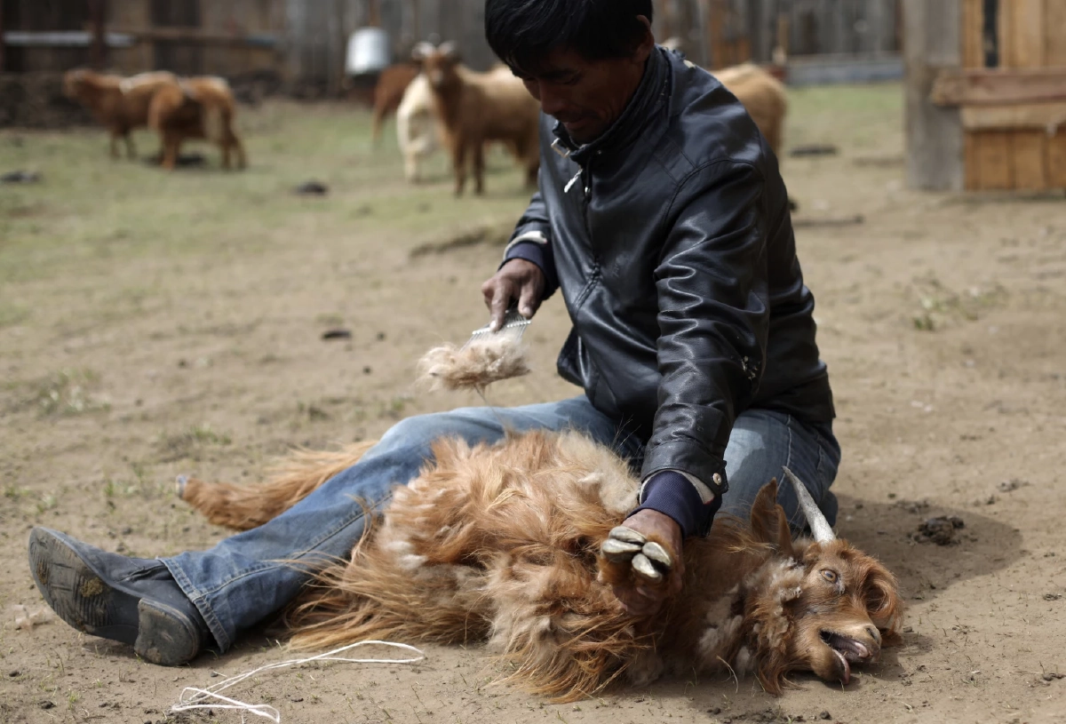 จากขยะสู่เส้นใยหรู! “Everbloom” ใช้ AI เปลี่ยนขนไก่ให้เป็น “แคชเมียร์”