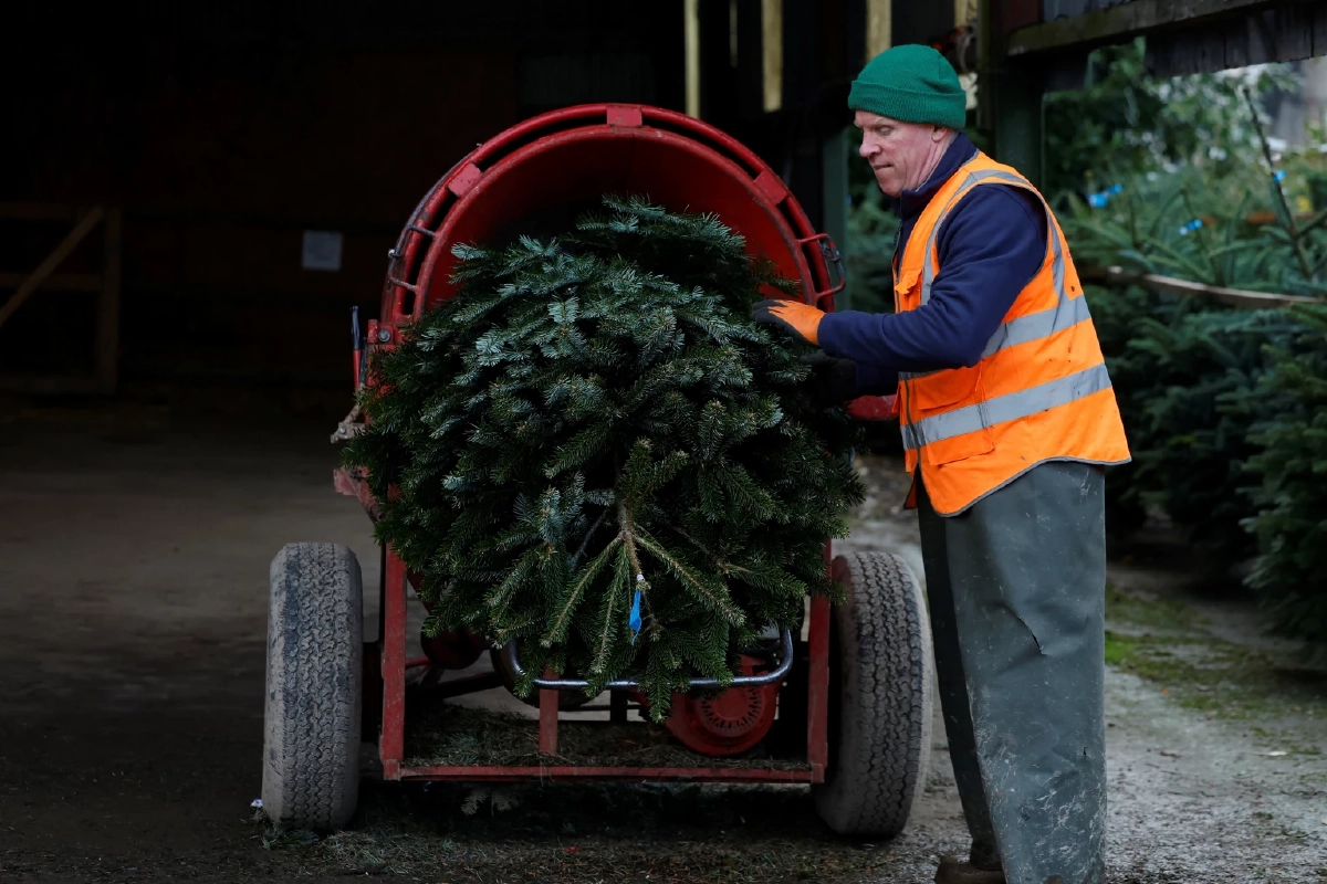 ต้นคริสต์มาสจริง vs ปลอม: ทางเลือกไหนรักษ์โลกกว่ากัน?