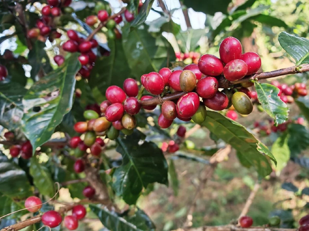 ส่องโมเดลกาแฟยั่งยืน ‘ปางขอน–ผาลั้ง’ จากดอยสู่เมือง สร้างอาชีพให้คนรุ่นใหม่